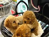 Toy Poodle Bebekler - Sağlik Irk Garanti̇li̇ - Aron Güvencesi̇