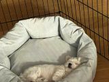 Bichon Frise