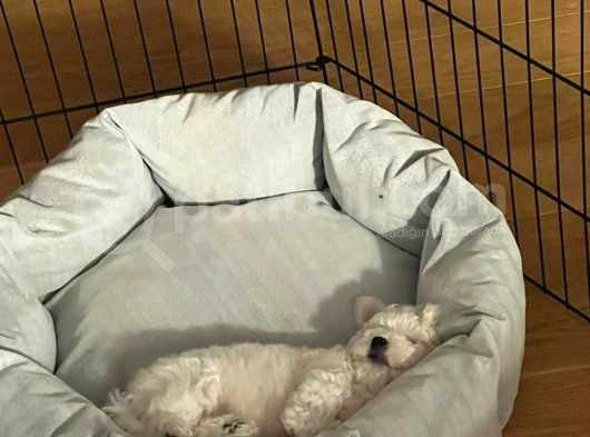 Bichon Frise görsel