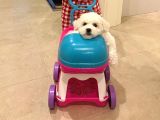 Bichon Frise