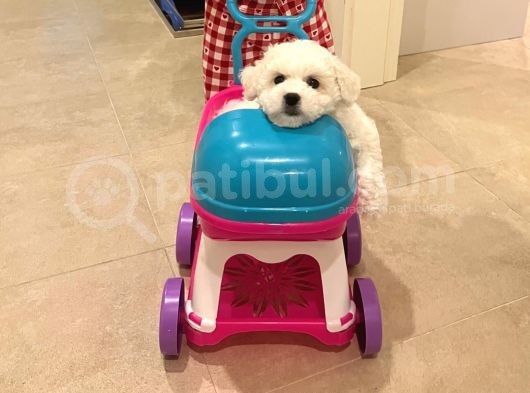Bichon Frise görsel