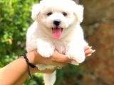 Bichon Frise