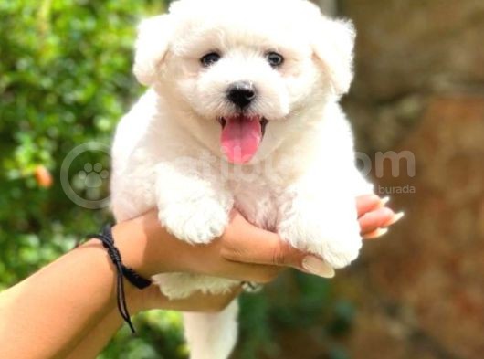 Bichon Frise