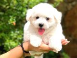 Bichon Frise