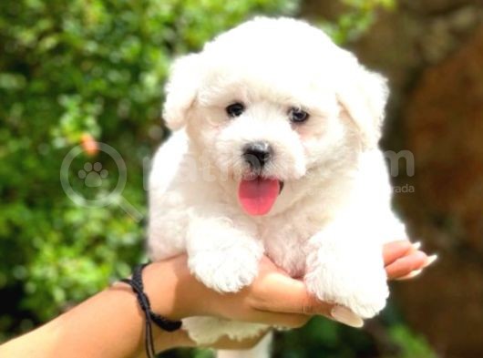Bichon Frise görsel