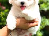 Bichon Frise