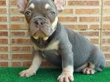 25 AYLIK ERKEK FRENCH BULLDOG BLUE TAN - AŞILI KARNELİ ÇİPL