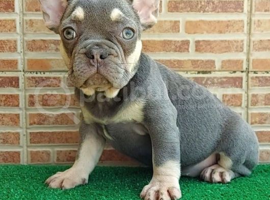 25 Aylik Erkek French Bulldog Blue Tan - Aşili Karneli̇ Çi̇pl