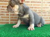 25 Aylik Erkek French Bulldog Blue Tan - Aşili Karneli̇ Çi̇pl