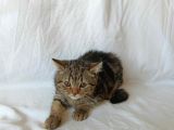 British Sorthair Brown Tabby Kitten