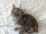 British Sorthair Black Tabby Kitten