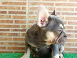 25 Aylik Erkek French Bulldog Blue Tan - Aşili Karneli̇ Çi̇pl