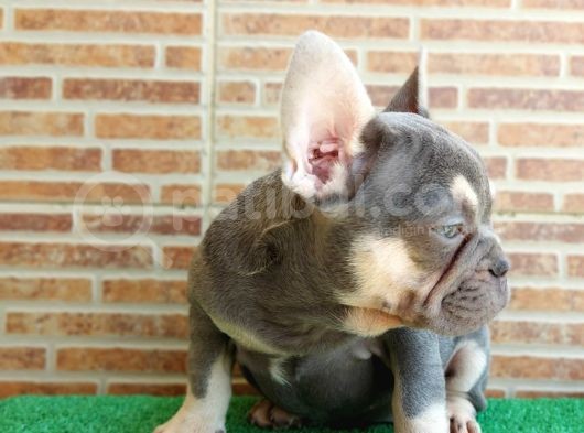 25 Aylik Erkek French Bulldog Blue Tan - Aşili Karneli̇ Çi̇pl görsel