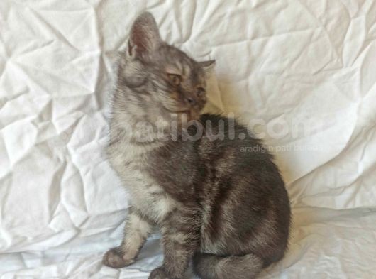 British Sorthair Black Tabby Kitten görsel