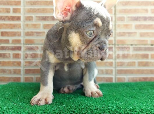 25 Aylik Erkek French Bulldog Blue Tan - Aşili Karneli̇ Çi̇pl görsel