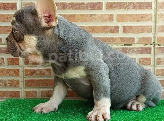 25 Aylik Erkek French Bulldog Blue Tan - Aşili Karneli̇ Çi̇pl görsel