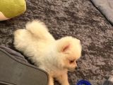 Sevimlimi Sevimli Pamuk Gibi Yumuşa Pomerianan Boo
