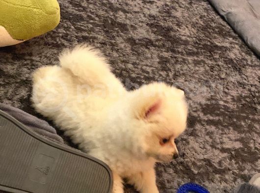 Sevimlimi Sevimli Pamuk Gibi Yumuşa Pomerianan Boo görsel