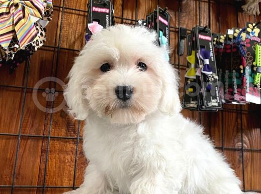 Bembeyaz Maltese Terri̇er 0 Numara görsel
