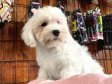 Bembeyaz Maltese Terri̇er 0 Numara