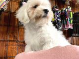 Bembeyaz Maltese Terri̇er 0 Numara