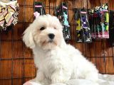 Bembeyaz Maltese Terri̇er 0 Numara