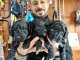 Black Poodle Premium Yavrularimiz