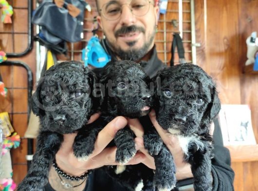 Black Poodle Premium Yavrularimiz görsel