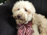 A Scr Muhteşem Toy Poodle  Yavrularimiz