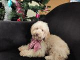A Scr Muhteşem Toy Poodle  Yavrularimiz