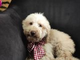 A Scr Muhteşem Toy Poodle  Yavrularimiz