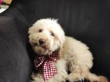 A Scr Muhteşem Toy Poodle  Yavrularimiz