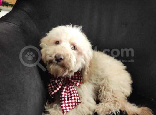 A Scr Muhteşem Toy Poodle  Yavrularimiz görsel