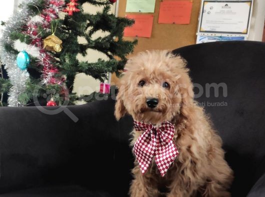 A Scr Muhteşem Toy Poodle  Yavrularimiz görsel