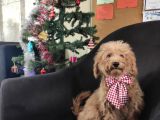 A Scr Muhteşem Toy Poodle  Yavrularimiz