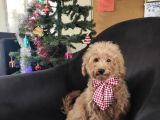 A Scr Muhteşem Toy Poodle  Yavrularimiz