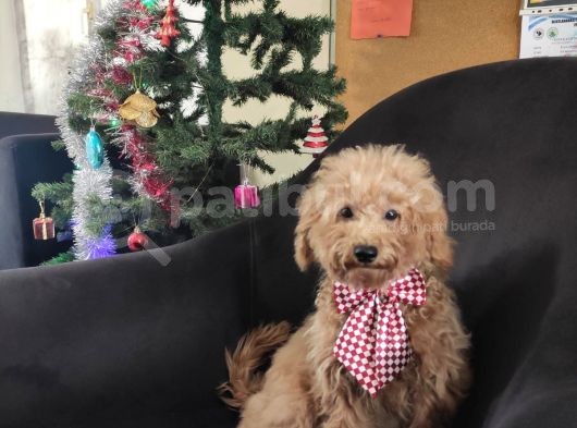 A Scr Muhteşem Toy Poodle  Yavrularimiz görsel