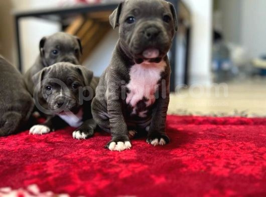 Secere Belgeli İngiliz Staffordshire Yavrular görsel