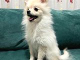 6 Aylık Dişi Pomeranian Boo