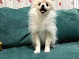 6 Aylık Dişi Pomeranian Boo