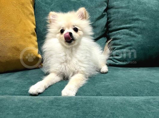 6 Aylık Dişi Pomeranian Boo