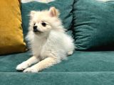 6 Aylık Dişi Pomeranian Boo
