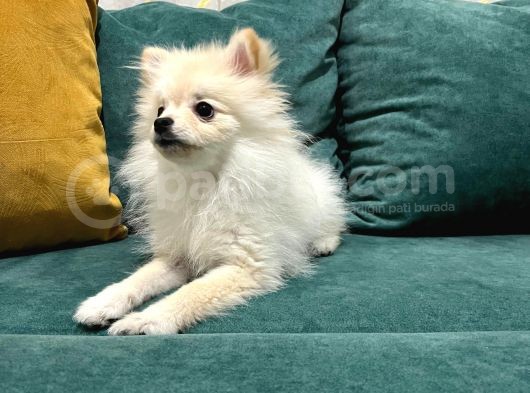 6 Aylık Dişi Pomeranian Boo görsel