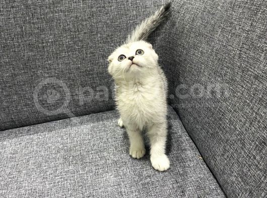 Özel Ayı Surat 0 Kulak Yavrum Anne Baba Secereli  Safkan