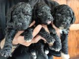 Black Poodle Premium Yavrularimiz