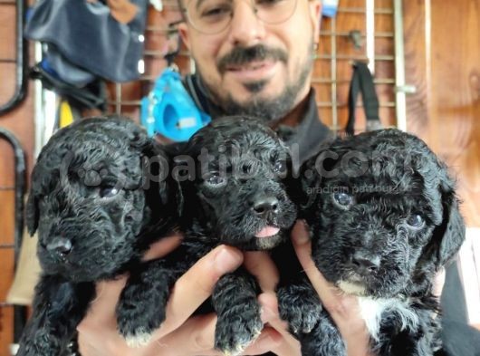 Black Poodle Premium Yavrularimiz görsel