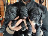 Black Poodle Premium Yavrularimiz