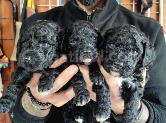 Black Poodle Premium Yavrularimiz görsel