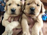 Bebek Yüzlü Golden A Kali̇te Irk