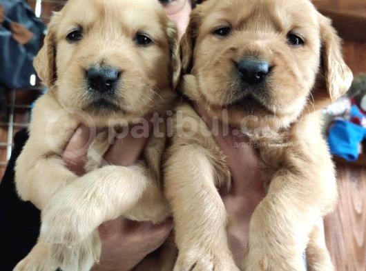 Bebek Yüzlü Golden A Kali̇te Irk görsel